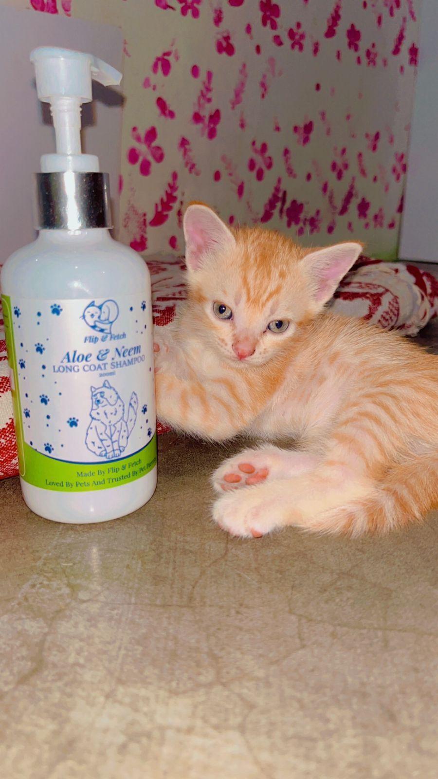 Aloe & Neem Pampering - Long Coat Cat's Shampoo with Conditioner