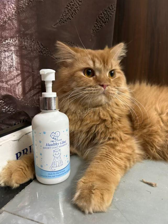 Healthy Glow - Short Coat Cat's Shampoo